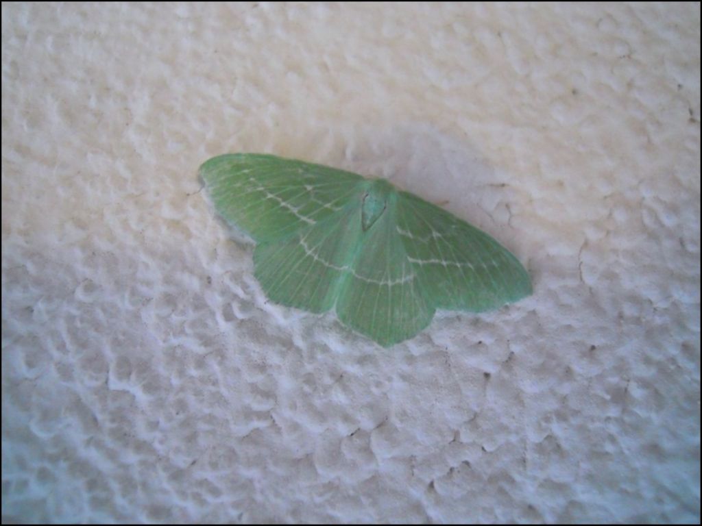 Hemistola chrysoprasaria? S